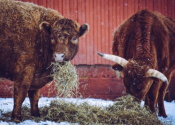 Cold weather may impact cattle breeding this spring