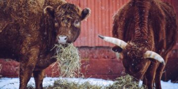 Cold weather may impact cattle breeding this spring