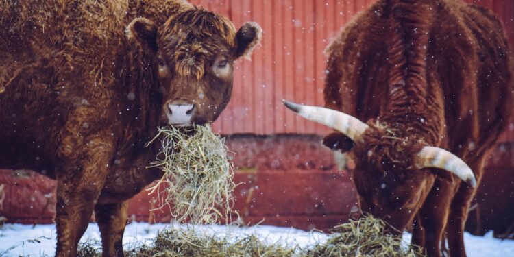 Cold weather may impact cattle breeding this spring