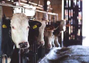 Ranch Group Declares Another Victory In Fight To Stop Mandatory RFID