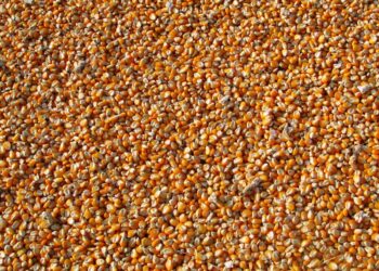 Reports, weather to drive movement in corn | Agriculture