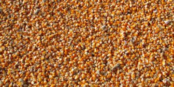 Reports, weather to drive movement in corn | Agriculture