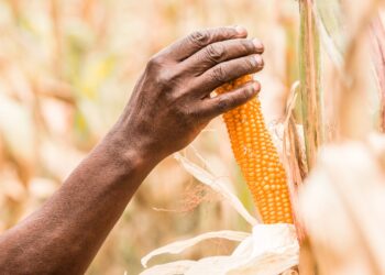 Maize growing tips from a top new commercial farmer
