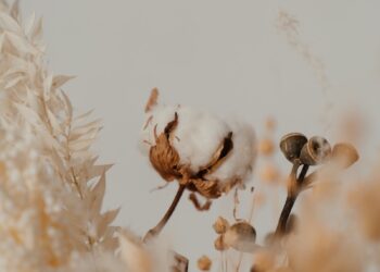 Cotton Cultivation To Begin In Punjab From First Week Of April