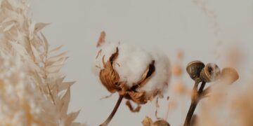 Cotton Cultivation To Begin In Punjab From First Week Of April