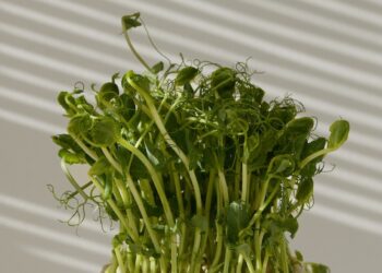 The First ‘Cash Cover Crop’ Edges Closer to Commercialization