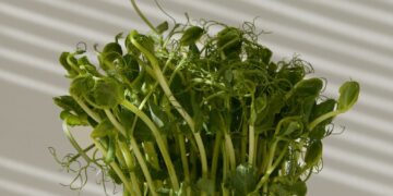 The First ‘Cash Cover Crop’ Edges Closer to Commercialization