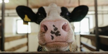 Dairy Farms Survive With Federal Program