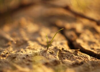 Yield-Boosting Strategies Heading Into A Dry Year