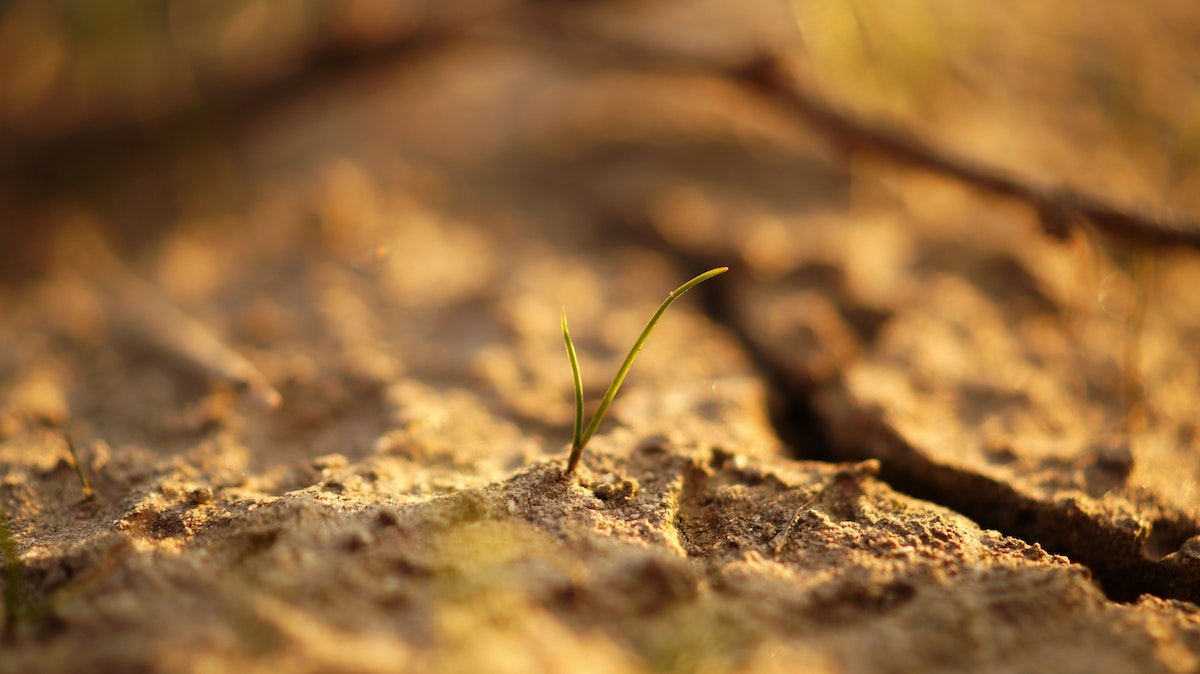 Yield-Boosting Strategies Heading Into A Dry Year – WorldAgJournal.com