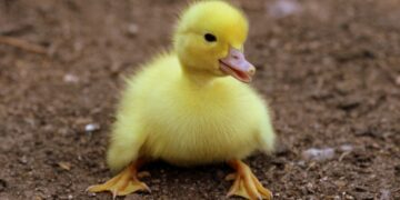 How a NYC Ban On Foie Gras Could Devastate A Catskills County That Depends On It