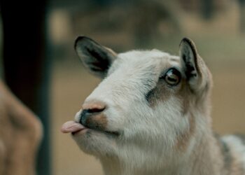 Day in the life: Graduate student Julissa Navarrete pursues passion for animal science at University Farm