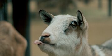 Day in the life: Graduate student Julissa Navarrete pursues passion for animal science at University Farm