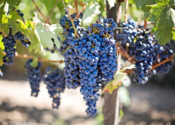 Farm To Fork: Where Did These Grapes Come From?