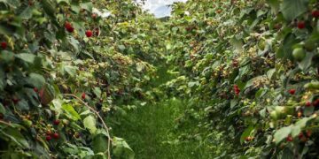 Crop Monitoring Market Size to Reach USD 5.99 Billion by 2027