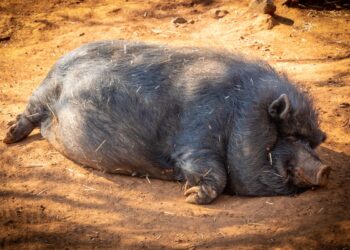 ASF Hinders Chinese Pig Herd Recovery