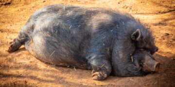 ASF Hinders Chinese Pig Herd Recovery