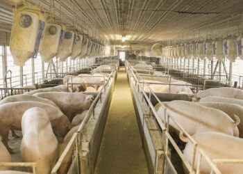 Farm industry lobbying for increased tariffs on pork, calls importers’ profits excessive