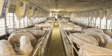 Farm industry lobbying for increased tariffs on pork, calls importers’ profits excessive