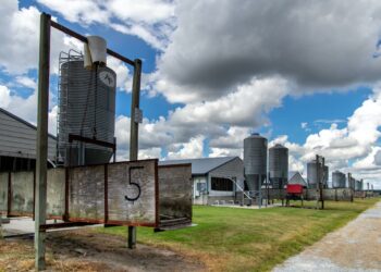 As Regulations Vanish, One Missouri County is Ground Zero for Factory Farming Debate