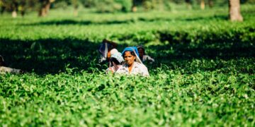 Leveraging Technology in Agriculture to Drive Better Farm Outputs in Rural India