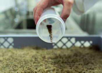 Indoor Farm In South Bend Taking On Lettuce Market