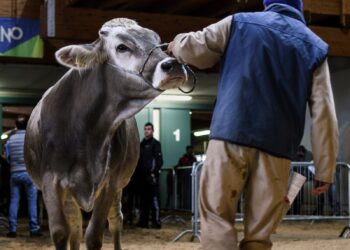 2021 Houston Livestock Show & Rodeo Wrap