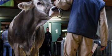 2021 Houston Livestock Show & Rodeo Wrap