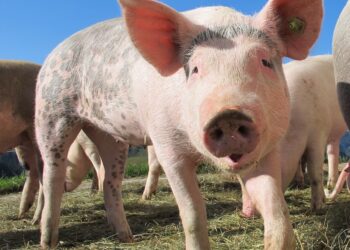 105 Animals Saved Per Person A Year By Eating Plant-Based, Study Finds