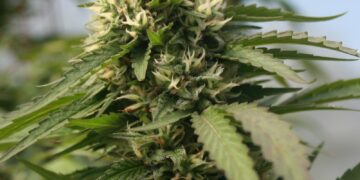 WTF: Why Do Vermont Hemp Growers Use So Much Disposable Black Plastic?