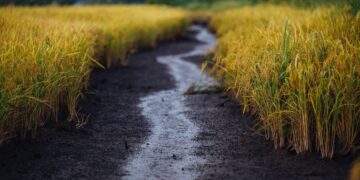 New rice project targets pastoralists in Kerio Valley