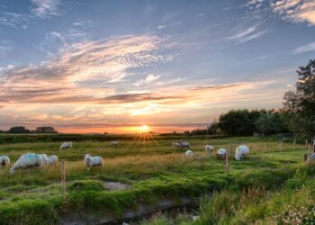 Using Sheep To Control Weeds