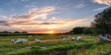Using Sheep To Control Weeds