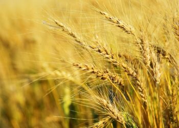 PASSCO Established 239 Procurement Centres For Wheat Procurement