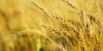 PASSCO Established 239 Procurement Centres For Wheat Procurement