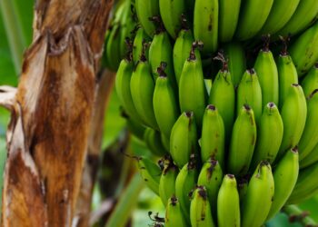 Supply Chains Latest: Deadly Banana Fungus Puts Top Exporter on Alert