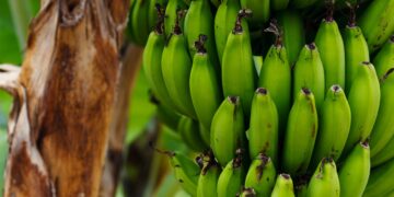 Supply Chains Latest: Deadly Banana Fungus Puts Top Exporter on Alert