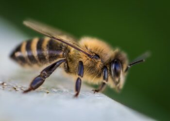 Your Lawn Could Help Save The Bees