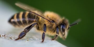 Your Lawn Could Help Save The Bees