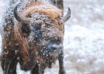 Native American Lawmakers Seek Federal Help With Montana Bison