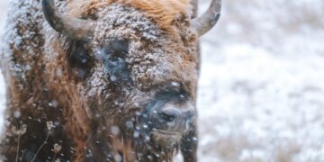 Native American Lawmakers Seek Federal Help With Montana Bison