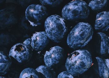 UF/IFAS Blueberry Variety Debuts
