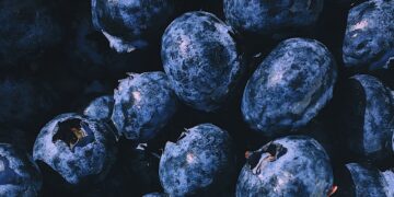 UF/IFAS Blueberry Variety Debuts