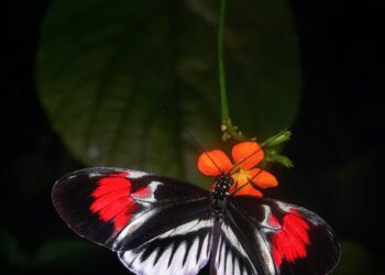 Integrated Farm Assurance Standard Applied To WalMart Pollinator Commitments