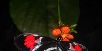 Integrated Farm Assurance Standard Applied To WalMart Pollinator Commitments