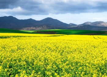 Farmers Edge Announces First of its Kind Canola Heat Blast Yield Protection