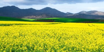 Farmers Edge Announces First of its Kind Canola Heat Blast Yield Protection