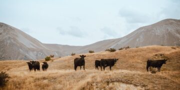 Cattle Industry Sharpens Gaze On Asia With Steps Toward BSE Risk Downgrade