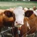 Study Will Help NY Livestock Farmers Maximize Profit
