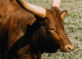 Improving Heat Stress Management In Beef Cattle